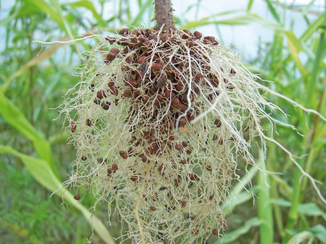 Pflanzenwurzel mit Mykorrhiza-Pilz Granulat